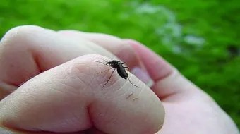 ما هي أعراض حمى الضنك