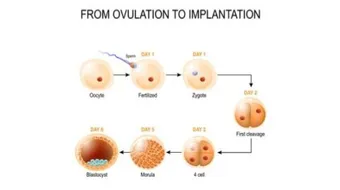 ما هي أعراض تلقيح البويضة