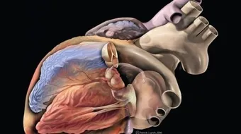 ما هي أعراض قصور القلب