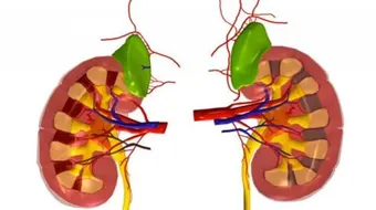 ما هي أعراض ضمور الكلى