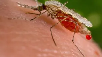 ما أعراض الملاريا