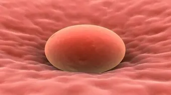 ما هي أعراض نزول البويضة