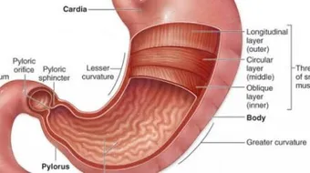 ما هي أعراض فتق المعدة