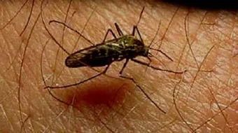 ما هي نواقل الأمراض