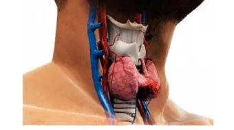 ما هي هرمونات الغدة الدرقية