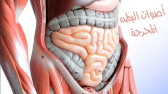 ما سبب اصوات البطن