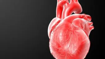 ما سبب انقباض القلب