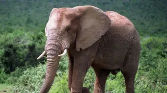 ماذا يغطي جسم الفيل