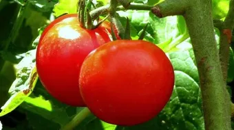 ما أضرار الطماطم