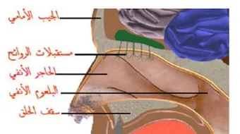 ما هي وسائل الدفاع المتوفرة في الأنف