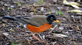 ماذا تأكل الطيور