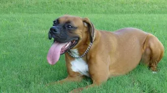 ماذا تأكل الكلاب