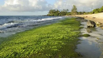 بماذا تشبه الطحالب الخضراء النباتات