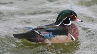 ماذا يأكل البط