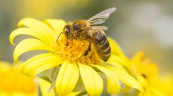 ماذا تعرف عن النحل