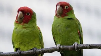 ماذا يأكل ببغاء الدرة