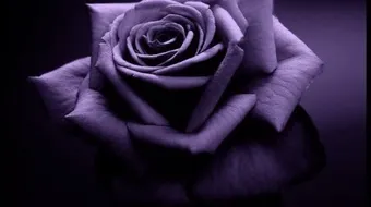 على ماذا يدل اللون الوردي