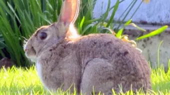 ماذا يغطي جسم الأرنب