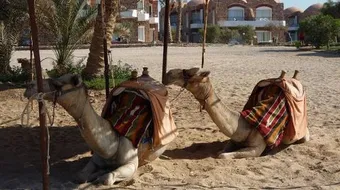 ماذا يغطي جسم الجمل