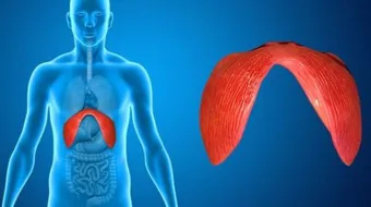 ما وظيفة الحجاب الحاجز