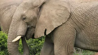 ماذا يأكل الفيل