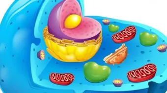 ما وظيفة أجسام جولجي