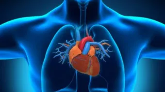 ما وظيفة القلب