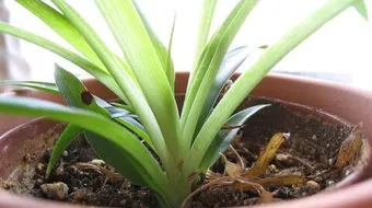 ماذا يتنفس النبات