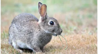 ماذا يأكل الأرنب