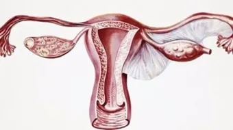 ماذا يعني سُمك بطانة الرحم