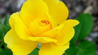 إلى ماذا يرمز اللون الأصفر