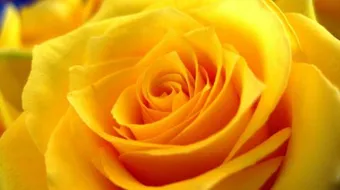 ماذا تعني الوردة الصفراء