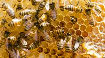 ما هو النحل