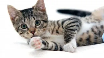 ما هي جرثومة القطط