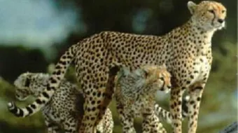 ما هو الفهد