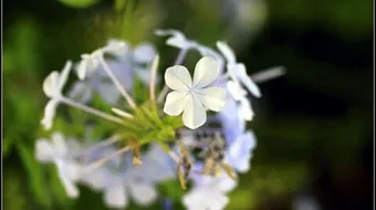 ما هي زهرة البيلسان