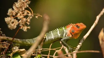 ما هو حيوان الضب