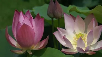 ما هي زهرة اللوتس