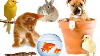 ما هو الحيوان الاليف