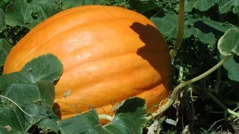 ما هي شجرة اليقطين