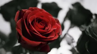 ما هو الورد الجوري