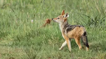 ما هو حيوان الواوي