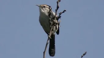 ما هو طائر النمنمة