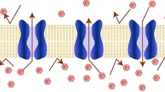 ما هو النقل النشط