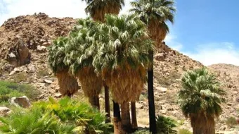 ما هي الواحة