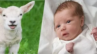 ما هي العقيقة