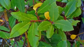 ما هو ورق الغار