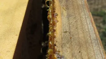 ما هو صمغ النحل