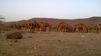 ما المقصود بحمر النعم