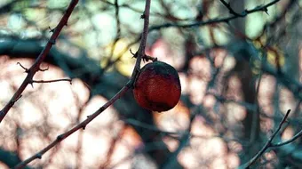 ما هو اللومي